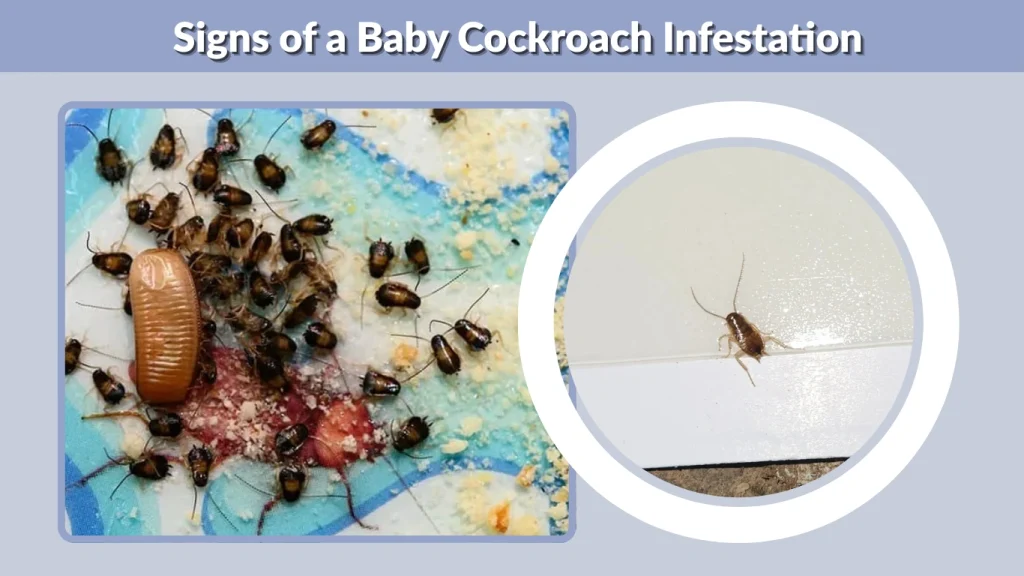 Signs of a Baby Cockroach Infestation