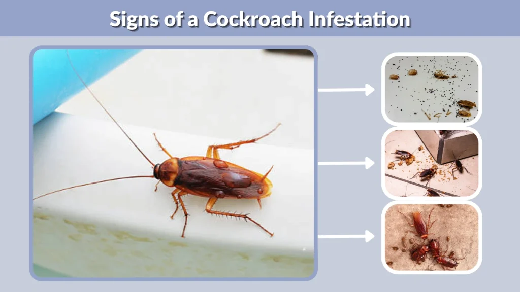 Signs of a Cockroach Infestation