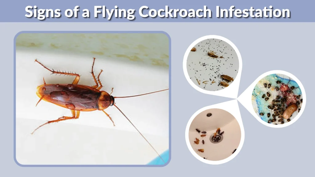 Signs of a Flying Cockroach Infestation