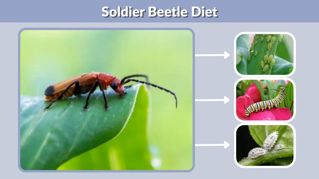 Soldier Beetle Diet
