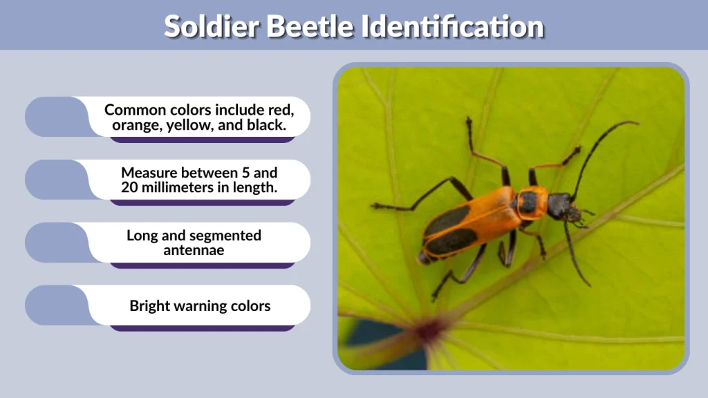 Soldier Beetle Identification