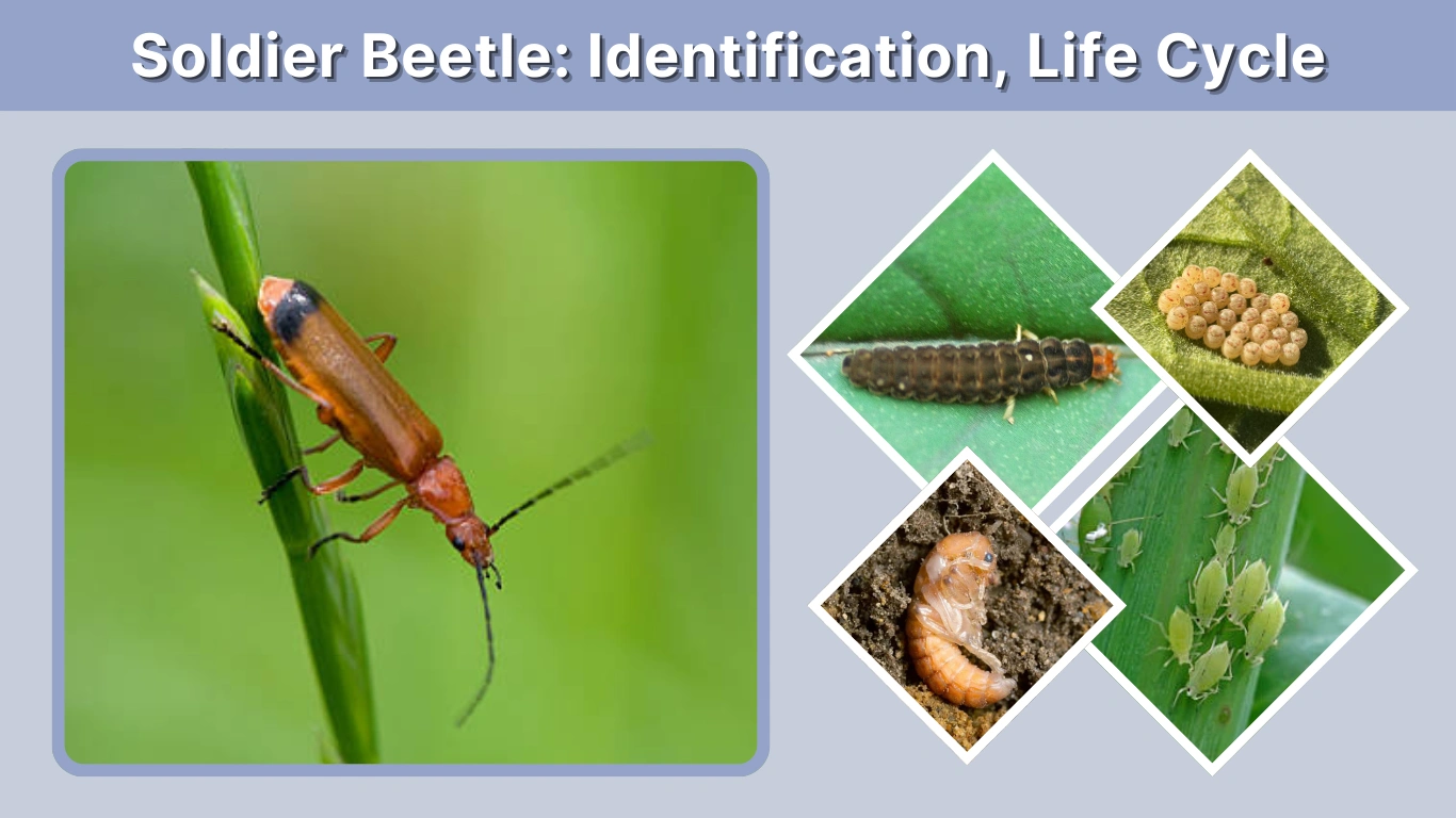 Soldier Beetle Identification, Life Cycle & Interesting Facts