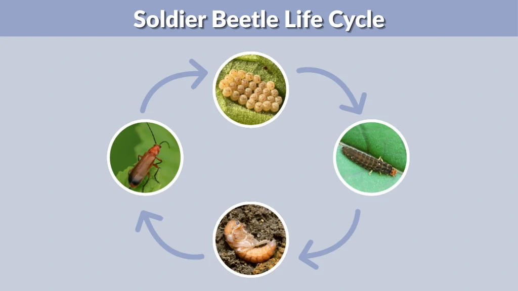 Soldier Beetle Life Cycle