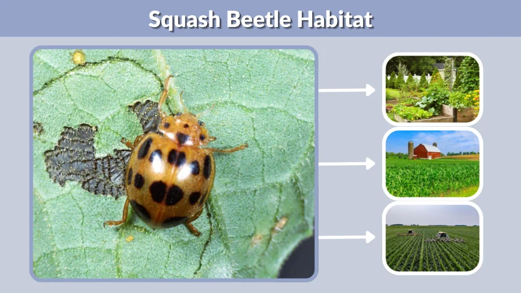 Squash Beetle Habitat