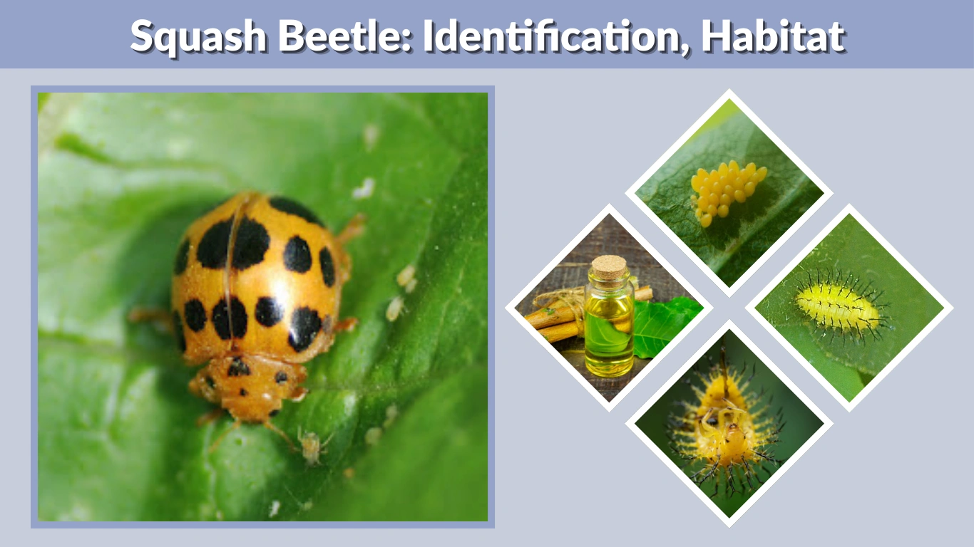 Squash Beetle Identification, Habitat, Diet and Life Cycle