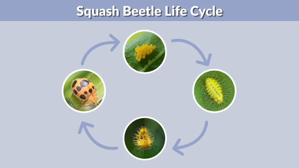 Squash Beetle Life Cycle
