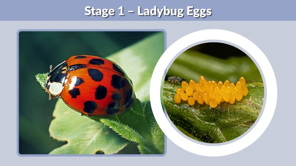 Ladybug Eggs