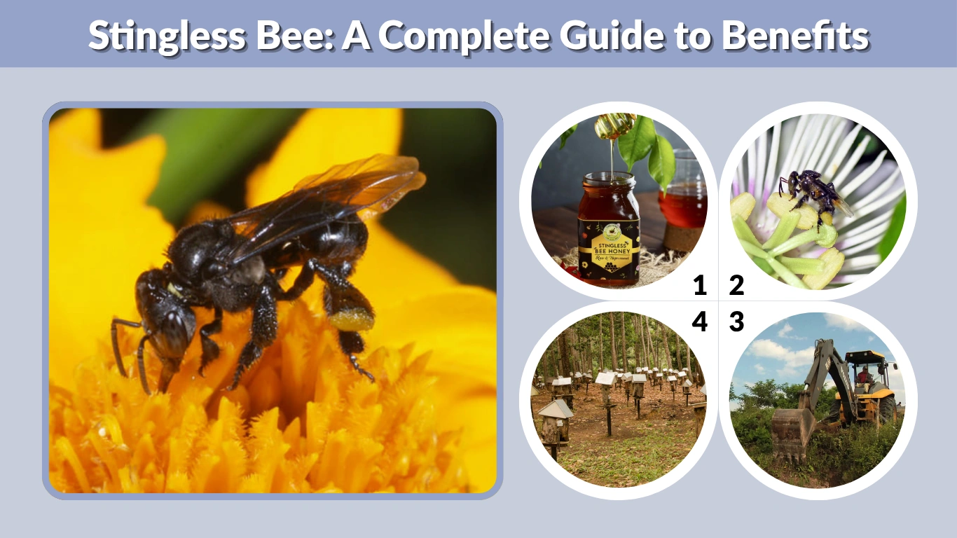 Stingless Bee A Complete Guide to Benefits, Honey and Farming