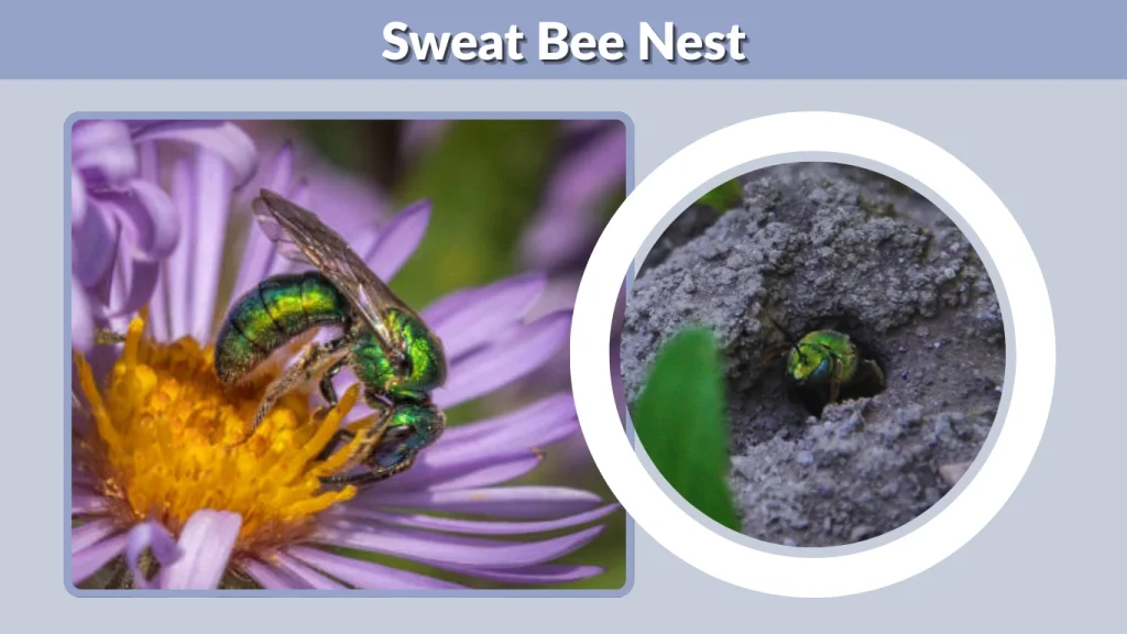 Sweat Bee Nest