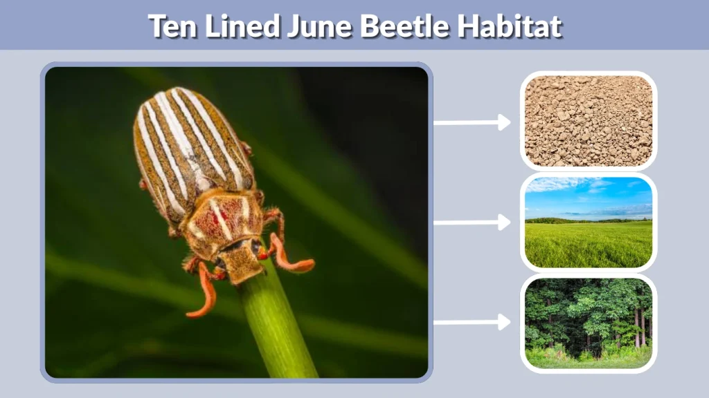Ten Lined June Beetle Habitat