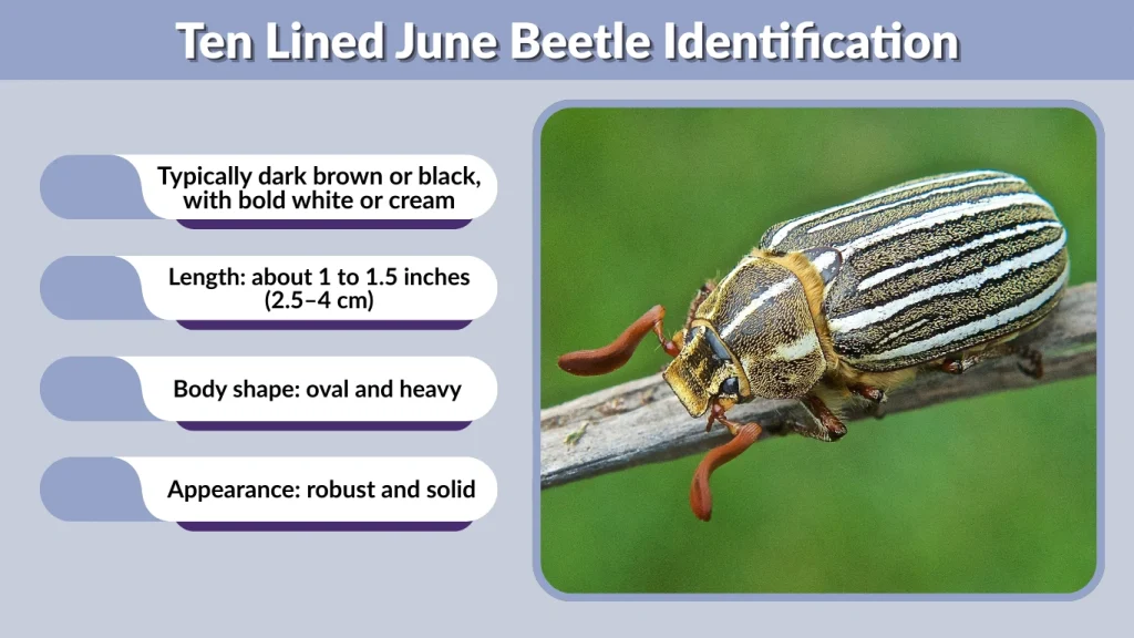 Ten Lined June Beetle Identification