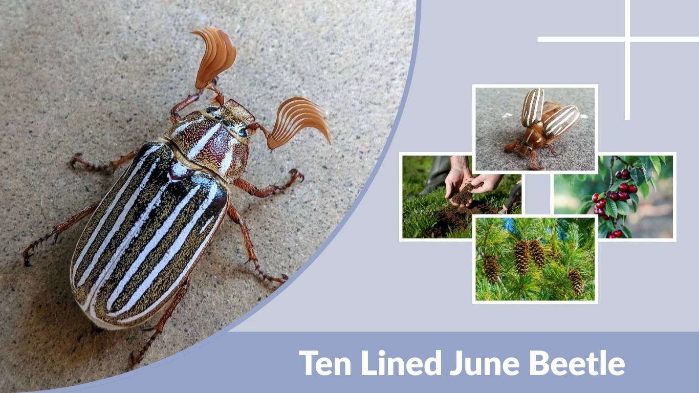 Ten Lined June Beetle Identification, Life Cycle, Habitat & Control