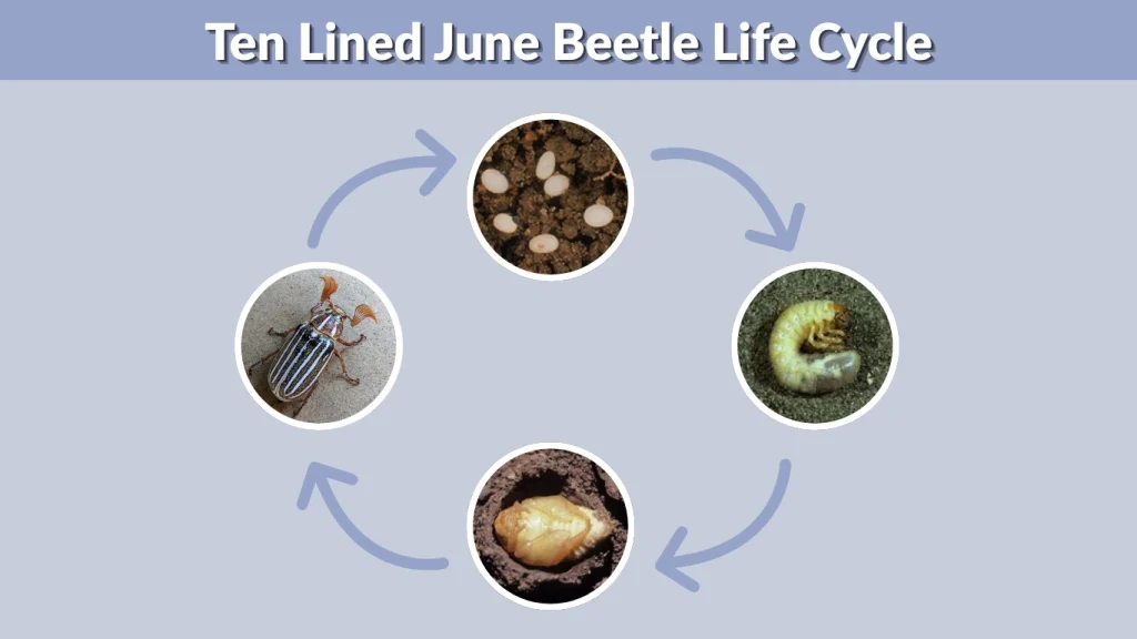 Ten Lined June Beetle Life Cycle