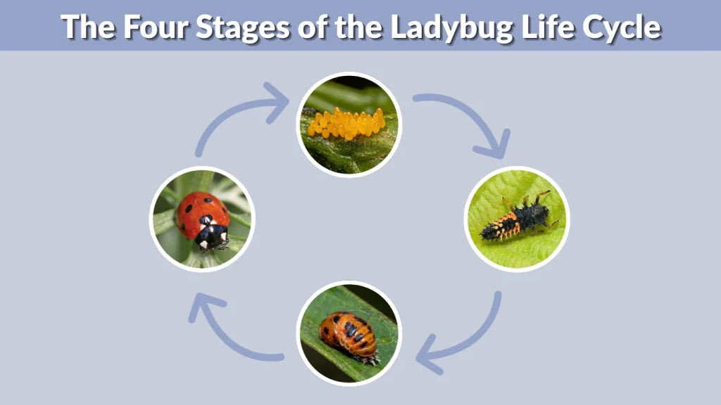 The Four Stages of the Ladybug Life Cycle