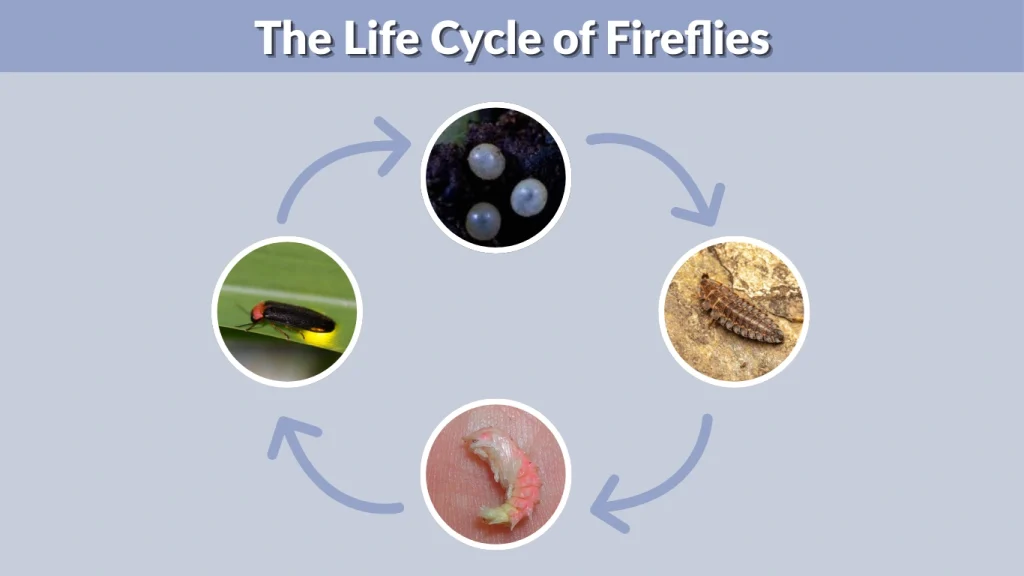 The Life Cycle of Fireflies