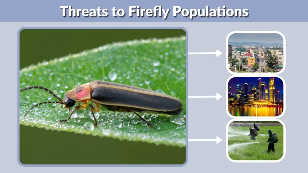 Threats to Firefly Populations