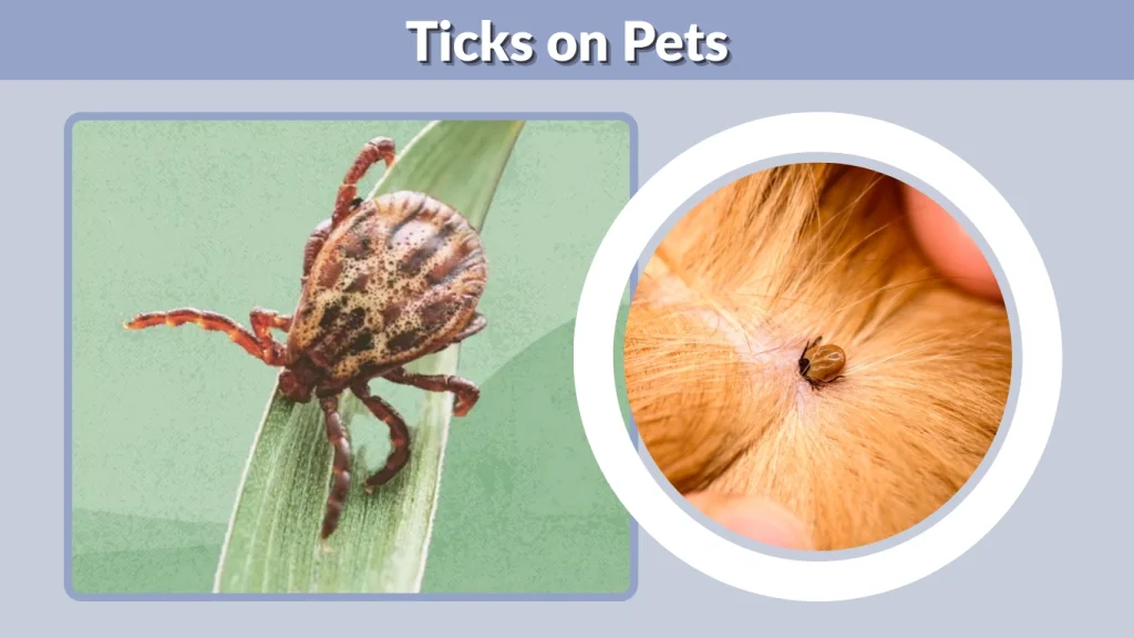 Ticks on Pets