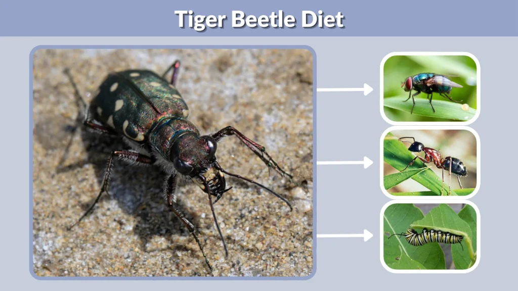 Tiger Beetle Diet