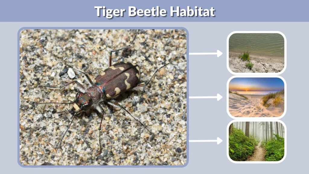 Tiger Beetle Habitat