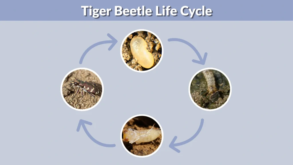 Tiger Beetle Life Cycle
