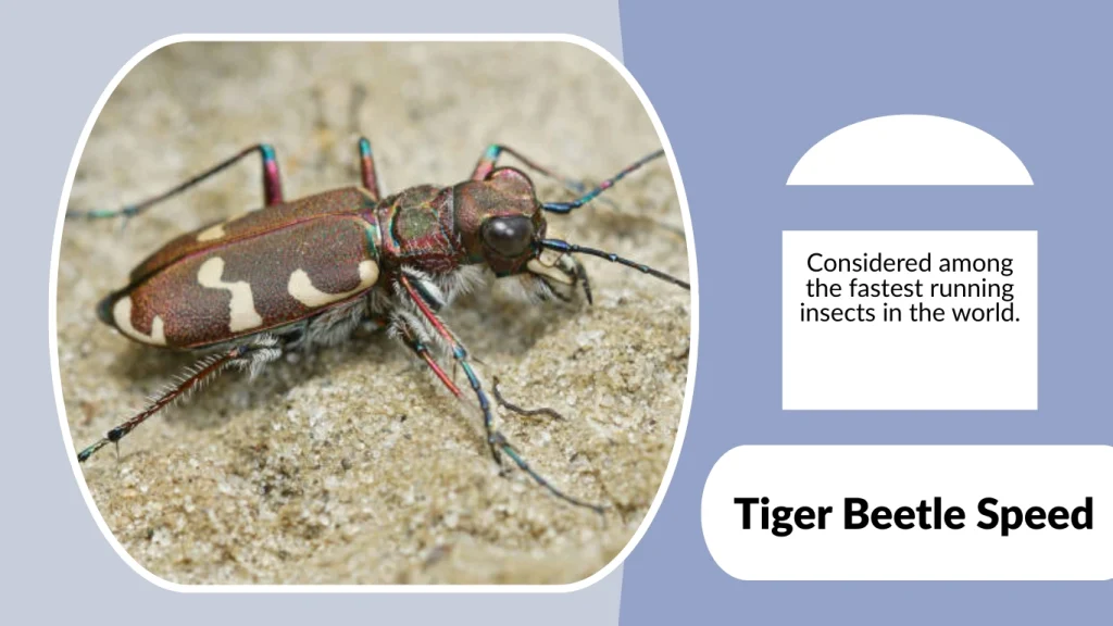 Tiger Beetle Speed