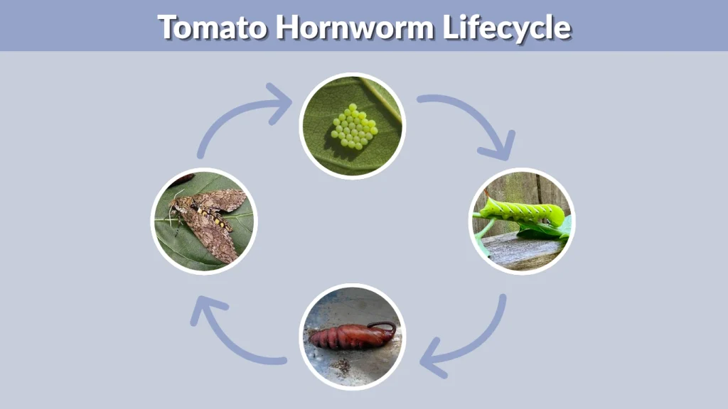Tomato Hornworm Lifecycle