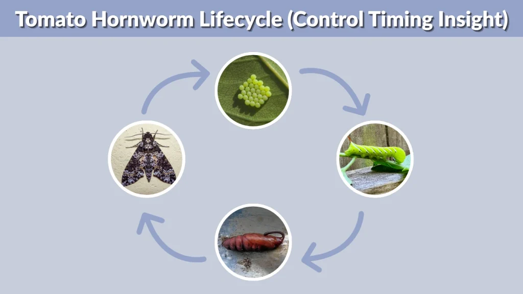 Tomato Hornworm Lifecycle (Control Timing Insight)