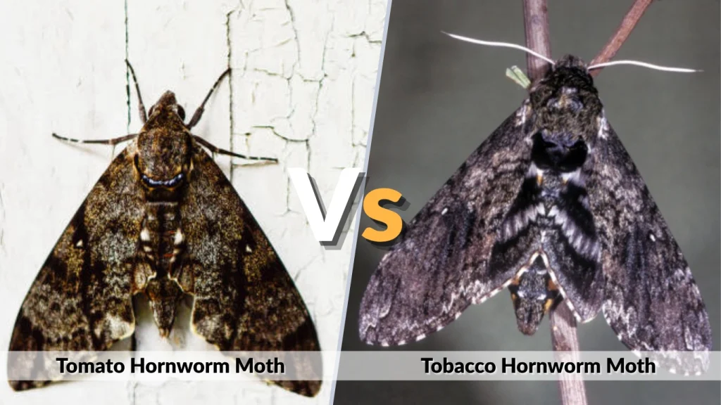 Tomato Hornworm Moth vs Tobacco Hornworm Moth