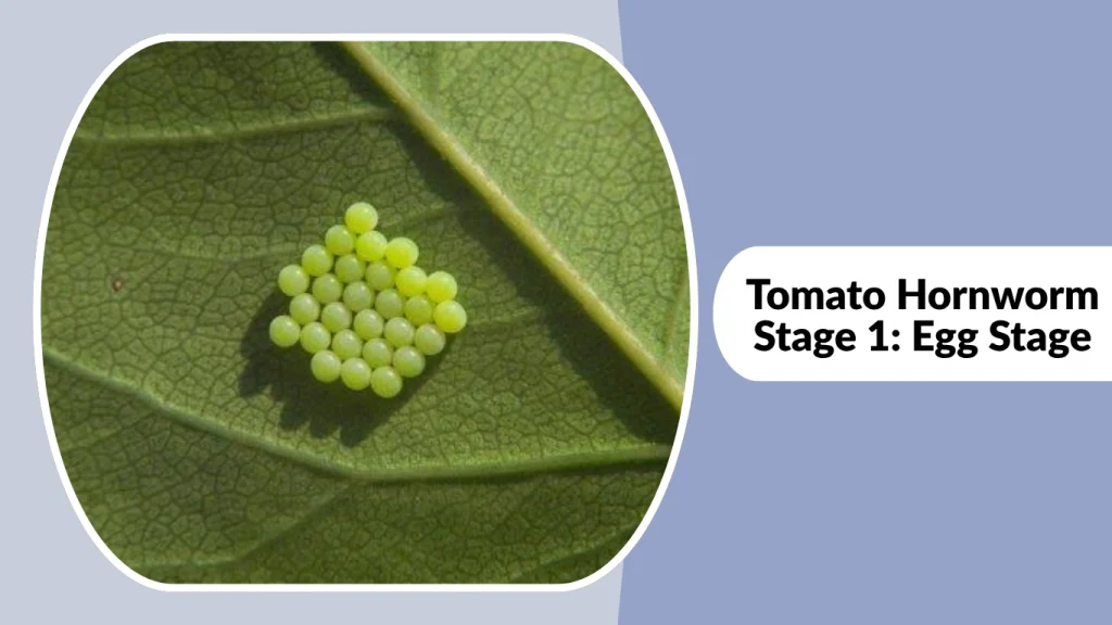Tomato Hornworm Stage 1 Egg Stage