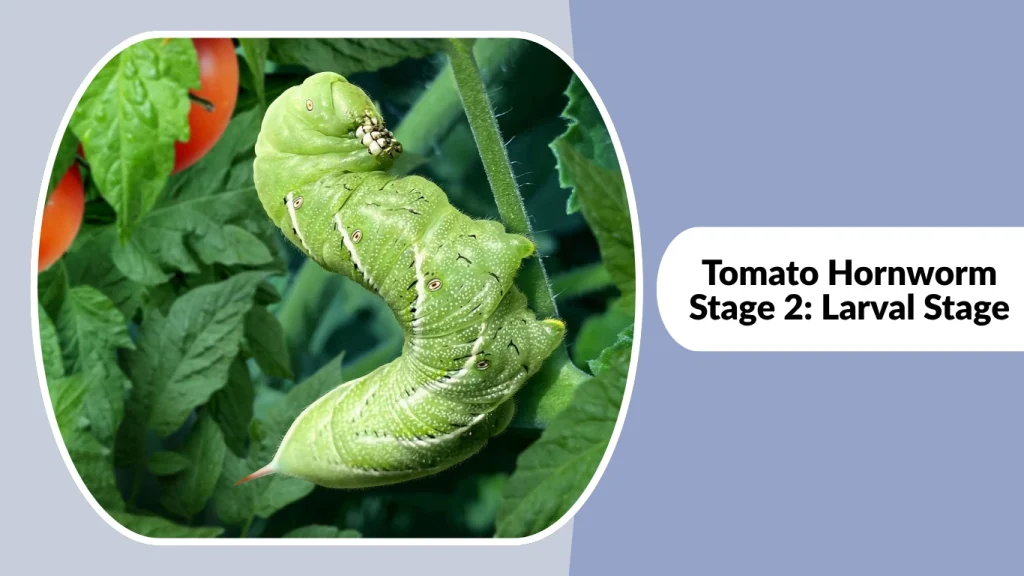 Tomato Hornworm Stage 2 Larval Stage
