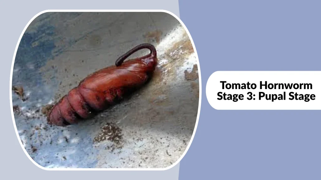 Tomato Hornworm Stage 3 Pupal Stage