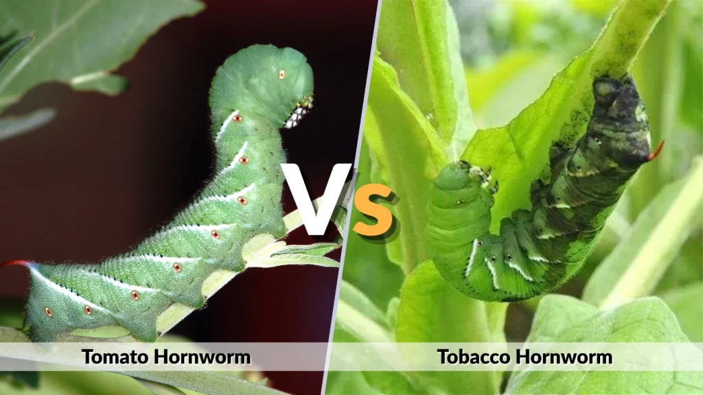 Tomato Hornworm vs Tobacco Hornworm