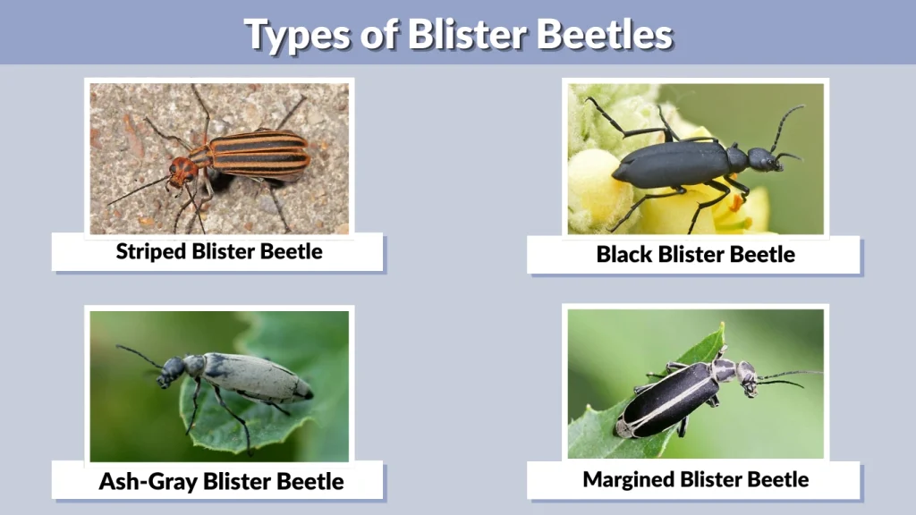 Types of Blister Beetles