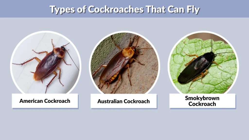 Types of Cockroaches That Can Fly
