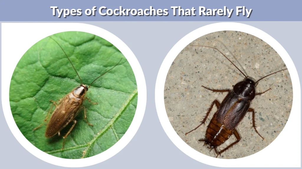Types of Cockroaches That Rarely Fly