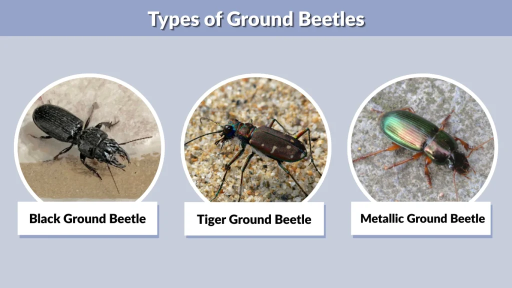 Types of Ground Beetles