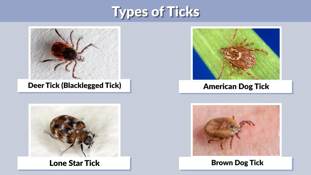 Types of Ticks
