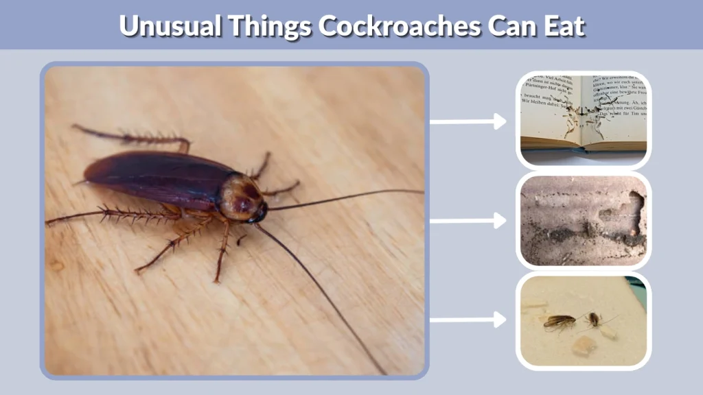 Unusual Things Cockroaches Can Eat