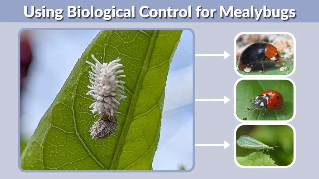 Using Biological Control for Mealybugs