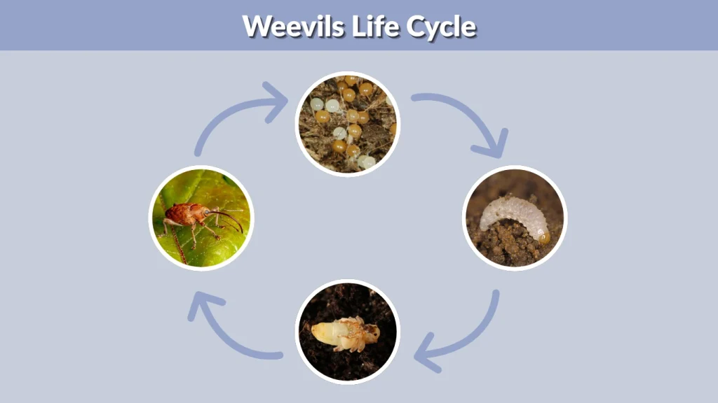 Weevils Life Cycle