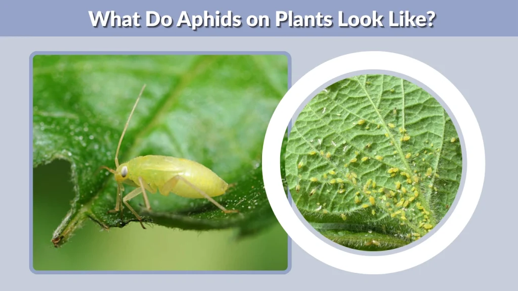What Do Aphids on Plants Look Like