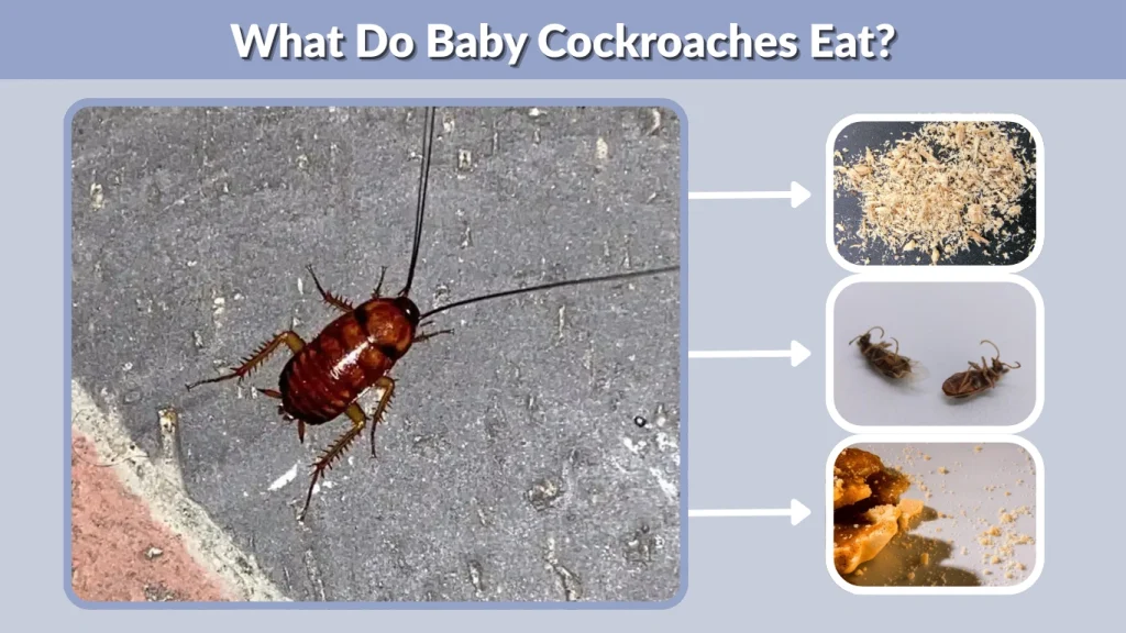 What Do Baby Cockroaches Eat