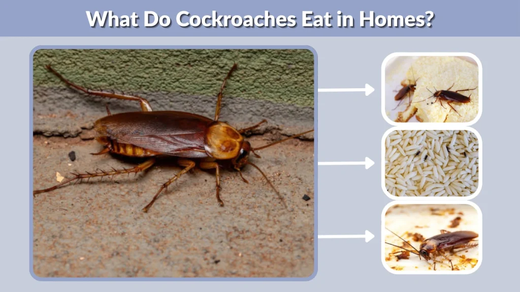 What Do Cockroaches Eat in Homes