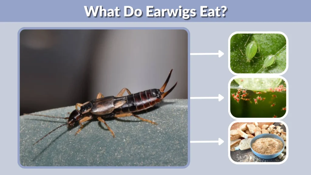 What Do Earwigs Eat