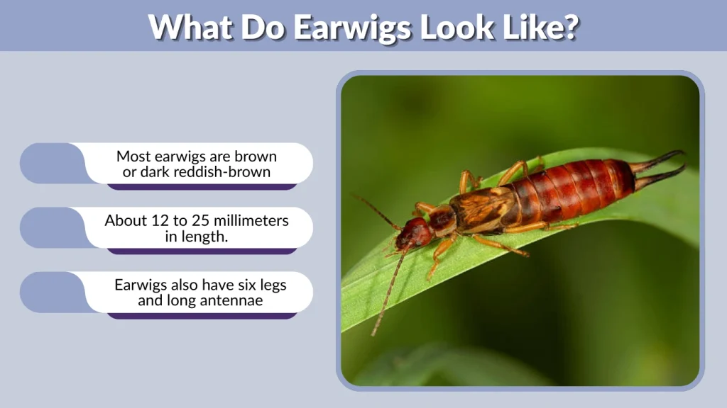 What Do Earwigs Look Like