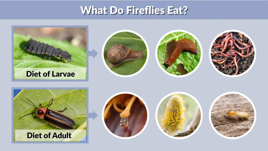 What Do Fireflies Eat