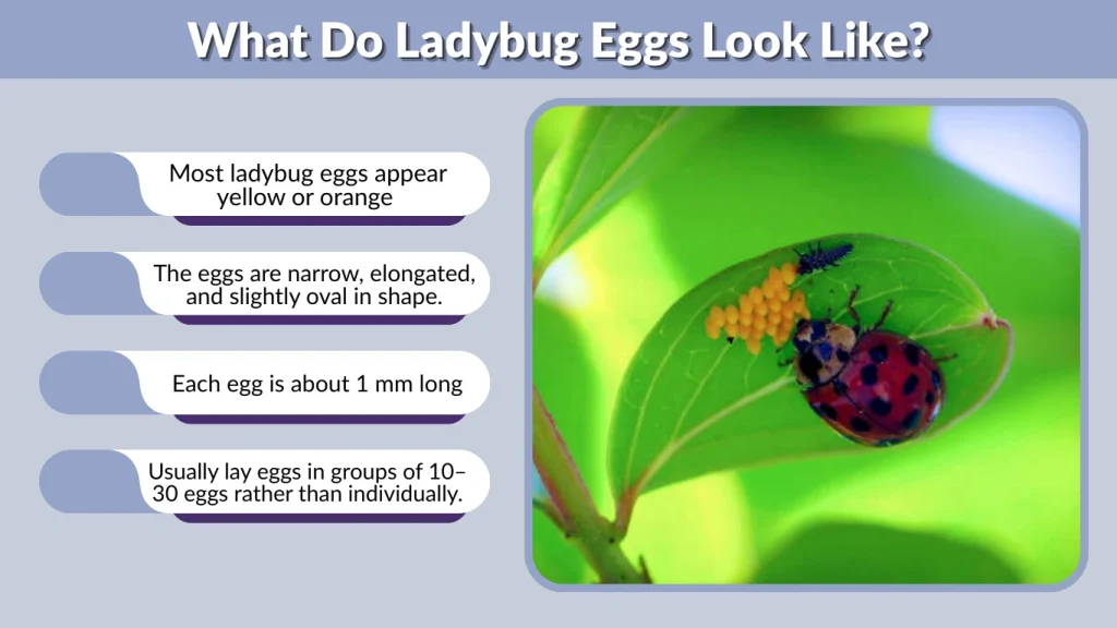What Do Ladybug Eggs Look Like