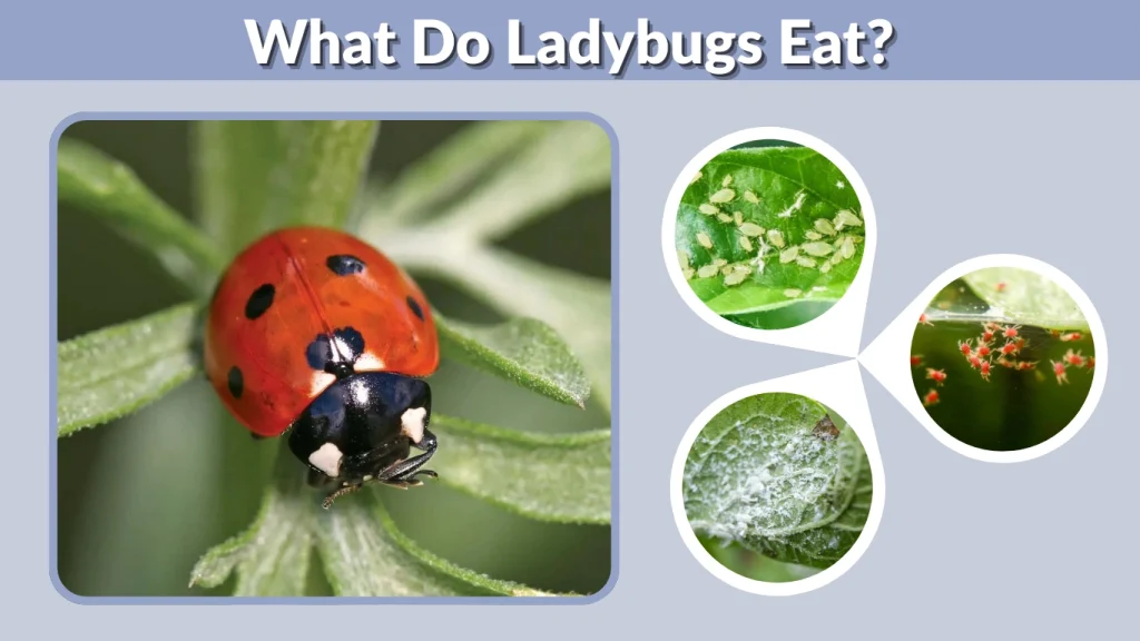 What Do Ladybugs Eat