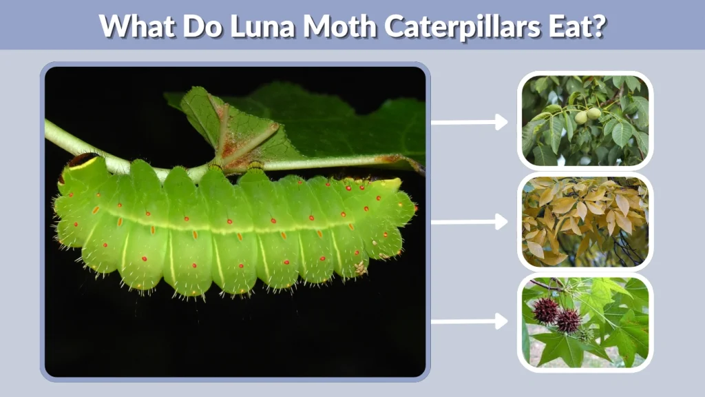 What Do Luna Moth Caterpillars Eat