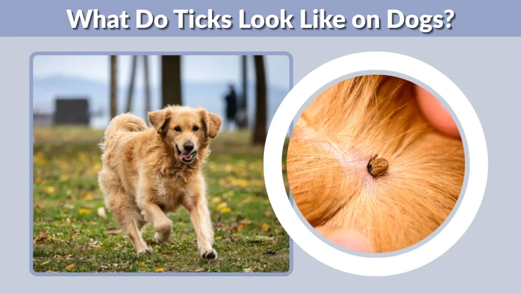 What Do Ticks Look Like on Dogs